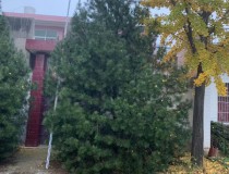 7米白皮松工程苗1