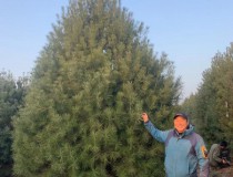 4.5米雄安精品苗1