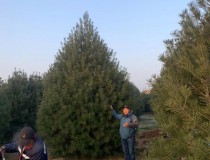 4.5米雄安精品苗