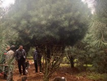 6米白皮松工程苗88