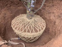 6米白皮松工程苗4