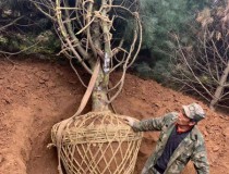 6米白皮松工程苗3