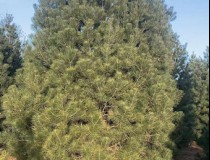 6米白皮松工程苗