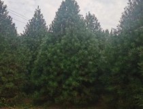 5米精品白皮松3