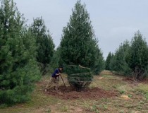 5米白皮松工程苗4