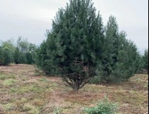 5米白皮松工程苗