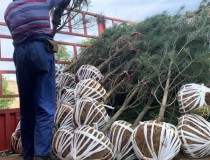 2米白皮松3级苗2