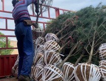 2米白皮松3级苗