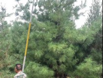 5.5米华山松工程苗8