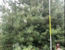 5.5米华山松工程苗7