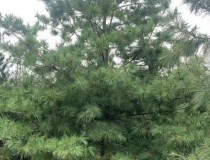 5.5米华山松工程苗4